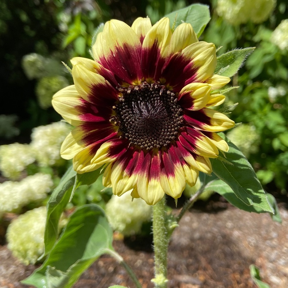 Meet your Posher, Buffy